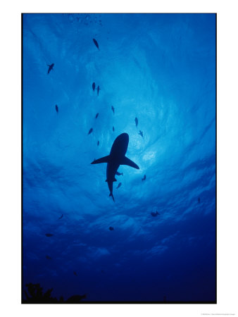 A Silhouette Of A Grey Reef Shark by Brian J. Skerry Pricing Limited Edition Print image