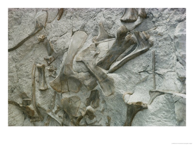 Dinosaur Fossils Embedded In Stone by Dick Durrance Pricing Limited Edition Print image