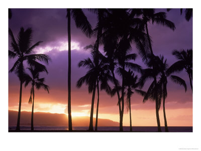 Silhouette Of Palm Trees, Hawaii by Mitch Diamond Pricing Limited Edition Print image