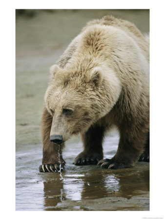 An Alaskan Brown Bear Walks Through Shallow Water by Roy Toft Pricing Limited Edition Print image