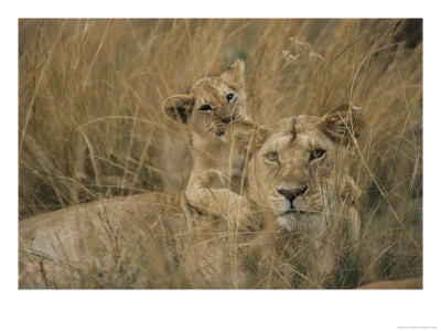 An African Lion Cub Rests On Its Mothers Back by Roy Toft Pricing Limited Edition Print image