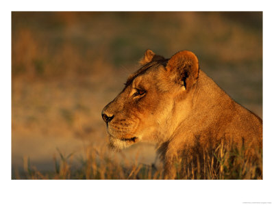 Profile Portrait Of An African Lioness by Beverly Joubert Pricing Limited Edition Print image