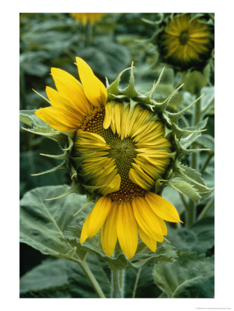 Close View Of A Sunflower Blossom Opening by Darlyne A. Murawski Pricing Limited Edition Print image