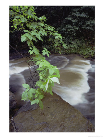 Leaves, Rocks And A Cascade Make A Scenic View by Bill Curtsinger Pricing Limited Edition Print image