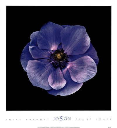 Poppy Anemone by Joson Pricing Limited Edition Print image