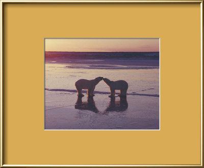 Polar Bears by Bryan & Cherry Alexander Pricing Limited Edition Print image