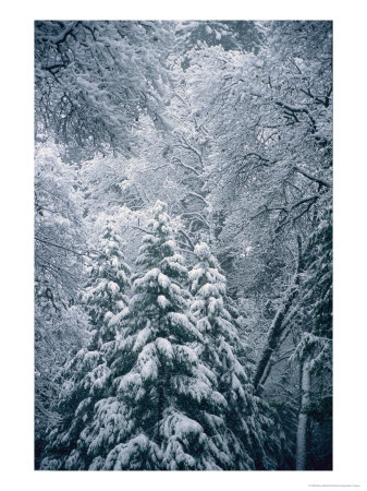 A Winter Wonderland In A Snowy Forest by Marc Moritsch Pricing Limited Edition Print image