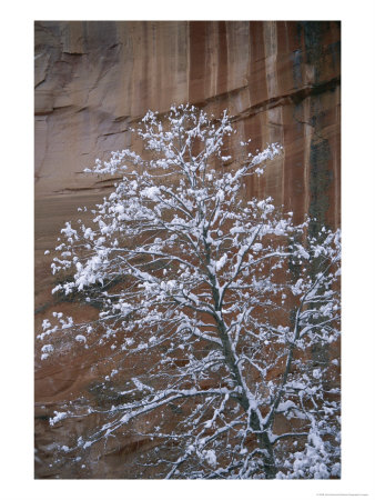 A Snow Covered Tree In Sedona, Arizona by John Burcham Pricing Limited Edition Print image