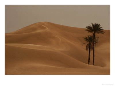 Two Lone Palm Trees Grace The Pristine Landscape Of The Sahara Desert by Peter Carsten Pricing Limited Edition Print image