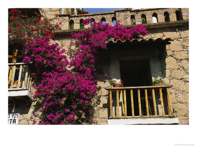 Bougainvillea Flowers On The Balcony Of An Old Building In Taxco by Gina Martin Pricing Limited Edition Print image
