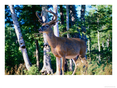 White Tailed Deer (Stag) Standing In Front Of Trees, Canada by Nicholas Reuss Pricing Limited Edition Print image
