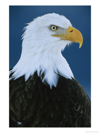 Portrait Of An American Bald Eagle by Klaus Nigge Pricing Limited Edition Print image
