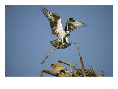 Osprey Landing In Its Nest With A Piece Of Building Material by Klaus Nigge Pricing Limited Edition Print image