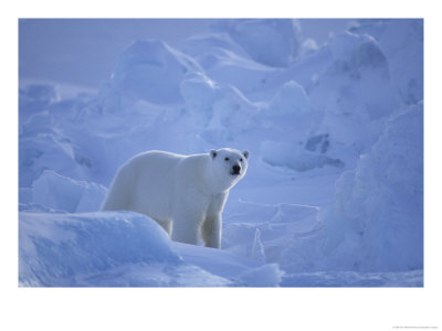 Polar Bear Walks Through Massive Chunks Of Ice Created By The Tides by Paul Nicklen Pricing Limited Edition Print image