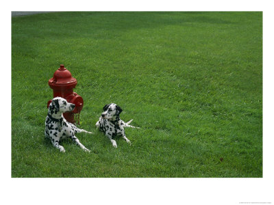 Two Dalmatians Sit On Green Grass Near A Red Fire Hydrant by Nadia M. B. Hughes Pricing Limited Edition Print image