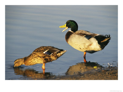 Male And Female Mallard Duck by Rich Reid Pricing Limited Edition Print image