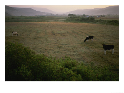 Dairy Cattle Graze In An Irrigated Valley Floor by Joel Sartore Pricing Limited Edition Print image