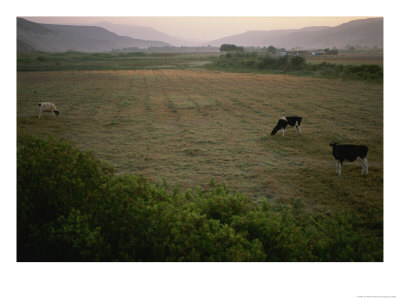Dairy Cattle Graze In An Irrigated Valley Floor by Joel Sartore Pricing Limited Edition Print image