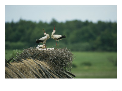 White Storks Displaying In Their Nest With Chicks by Klaus Nigge Pricing Limited Edition Print image
