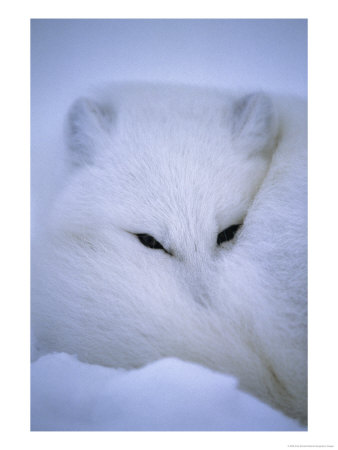 Arctic Fox Curls Up In A Blanket Of Snow by Paul Nicklen Pricing Limited Edition Print image