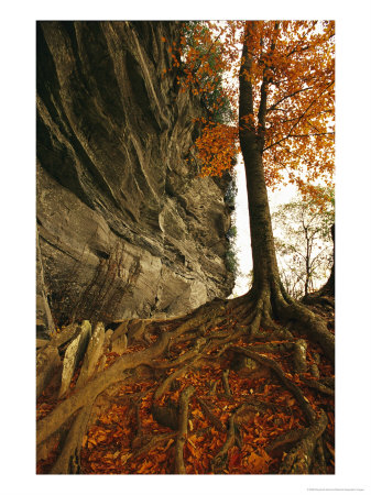 Raven Rock And Autumn Colored Beech Tree by Raymond Gehman Pricing Limited Edition Print image