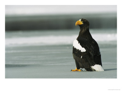 A Stellers Sea Eagle Standing On Ice by Klaus Nigge Pricing Limited Edition Print image