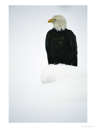 An American Bald Eagle Rests On Snow-Covered Ground by Klaus Nigge Pricing Limited Edition Print image