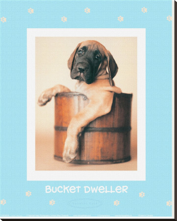 Bucket Dweller by Rachael Hale Pricing Limited Edition Print image