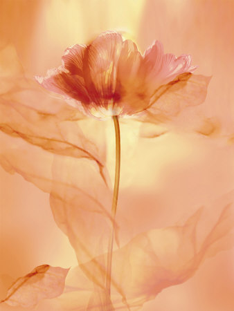 Transparence Viii by Robin Pricing Limited Edition Print image