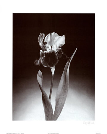 Iris by Dick & Diane Stefanich Pricing Limited Edition Print image