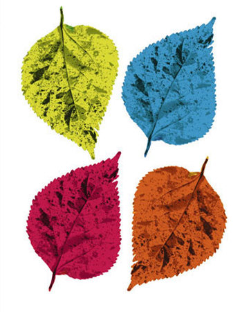 Four Leaves Ii by Tasmin Phoenix Pricing Limited Edition Print image