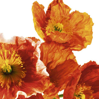 Poppies Ii by Richard Weinstein Pricing Limited Edition Print image