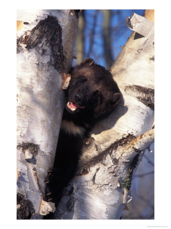 Wolverine In Tree, Gulo Luscus, Ak by Robert Franz Pricing Limited Edition Print image