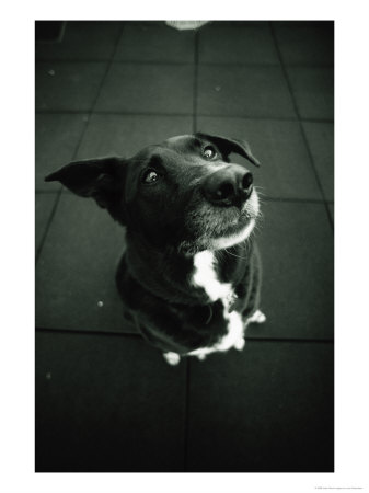 Dog Looks Expectantly by Len Rubenstein Pricing Limited Edition Print image