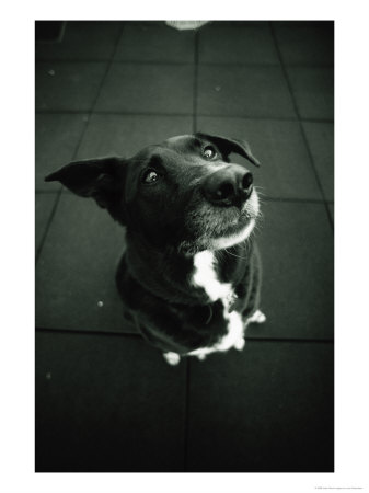 Dog Looks Expectantly by Len Rubenstein Pricing Limited Edition Print image