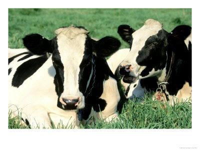 Holstein Cows In Field, Vt by Lynn M. Stone Pricing Limited Edition Print image