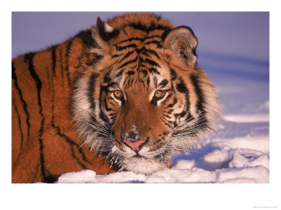 Siberian Tiger, Panthera Tigris Altaica by Lynn M. Stone Pricing Limited Edition Print image
