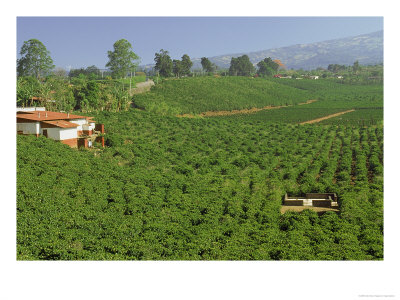 Coffee Plantation, Costa Rica by Inga Spence Pricing Limited Edition Print image