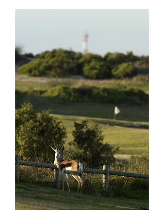 Atlantic Beach Golf Club, Antelope By Fence by J.D. Cuban Pricing Limited Edition Print image