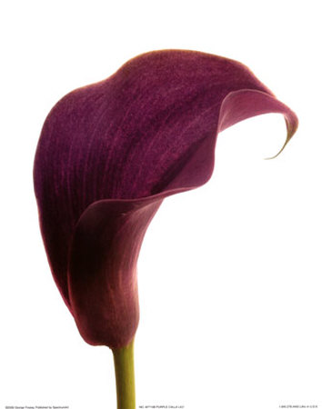 Purple Calla Lily by George Fossey Pricing Limited Edition Print image