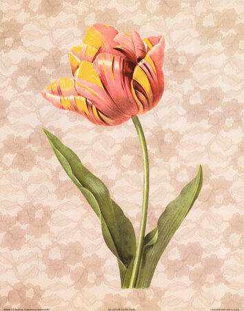 Tulipa Culta by Pierre-Joseph Redoute Pricing Limited Edition Print image