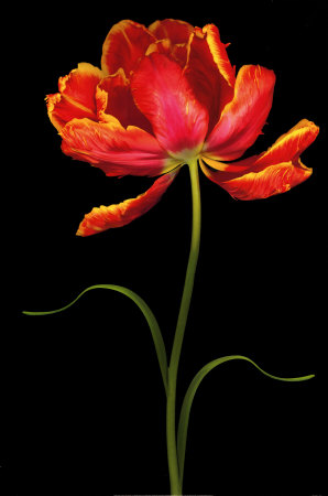 Tulipa: Fantasy I by Joson Pricing Limited Edition Print image
