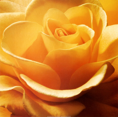 Yellow Rose by Anna Scott Pricing Limited Edition Print image
