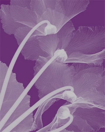 Silver Cyclamen by Steven N. Meyers Pricing Limited Edition Print image