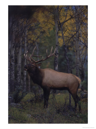 Bull Elk In Aspens by Robert Franz Pricing Limited Edition Print image