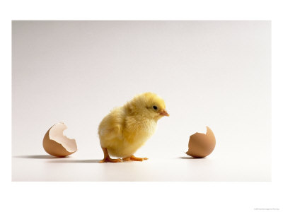 Freshly Hatched, Baby Chick With Broken Egg by Peter Cross Pricing Limited Edition Print image