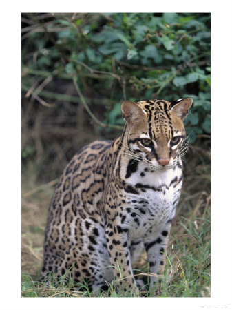 Ocelot (Felis Pardalis) by Lynn M. Stone Pricing Limited Edition Print image