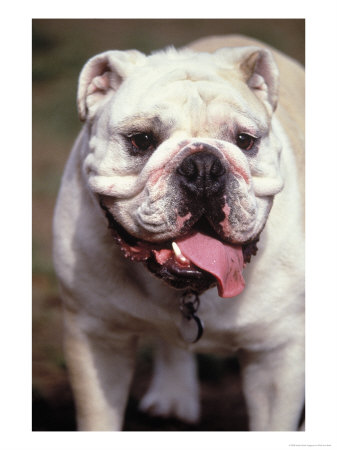 English Bulldog by Rudi Von Briel Pricing Limited Edition Print image