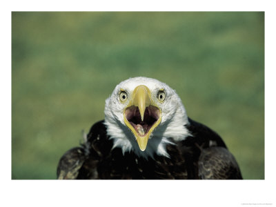 Adult Male Bald Eagle by Amy And Chuck Wiley/Wales Pricing Limited Edition Print image
