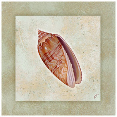 Ravenel's Scallop by Eleanor Rahim Pricing Limited Edition Print image
